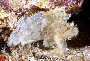 Leaf Scorpion Fish with a venomous veil for protection. by Beat J Korner 